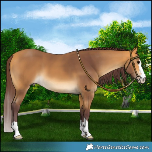 Horse Color:Chocolate Buckskin 