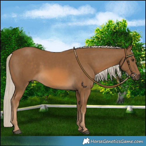 Horse Color:Chocolate Palomino
