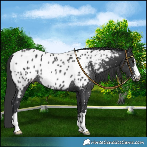 Horse Color:Black Appaloosa Rabicano