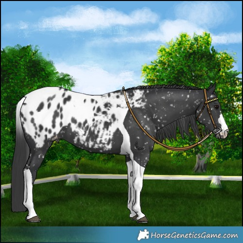 Horse Color:Black Tobiano Appaloosa