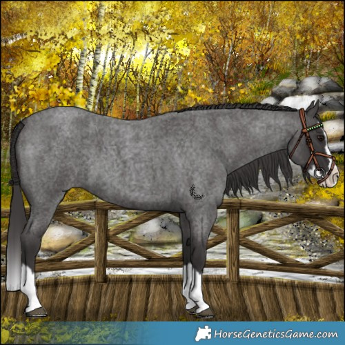 Horse Color:Smoky Blue Roan Splash 