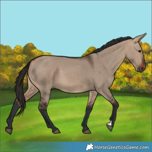 Horse Color:Bay Dun