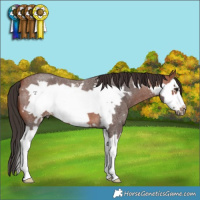 Horse Color:Bay Roan Splash Frame 
