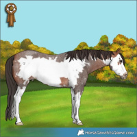 Horse Color:Bay Roan Splash Frame