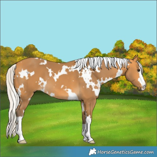Horse Color:White Spotted Silver Buckskin 