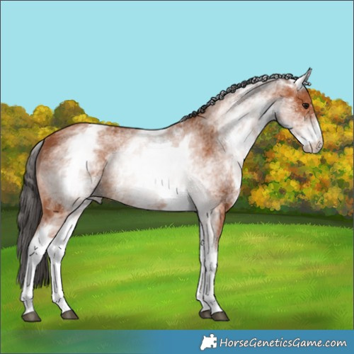 Horse Color:White Spotted Bay