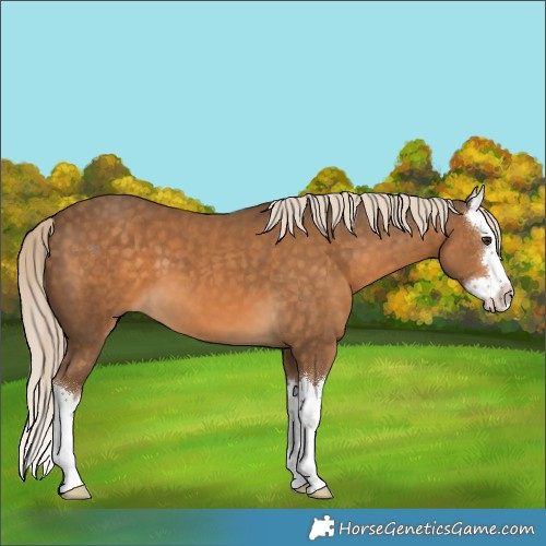 Horse Color:Chocolate Palomino Splash 