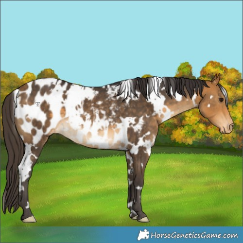 Horse Color:White Spotted Buckskin Appaloosa Rabicano 