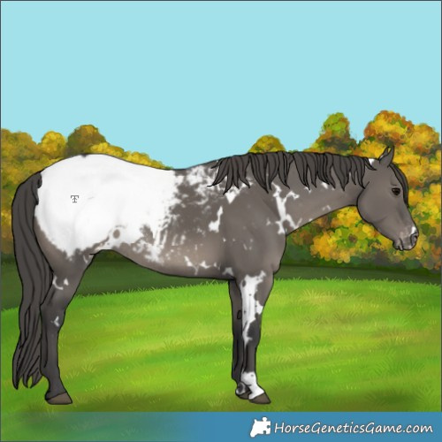 Horse Color:White Spotted Grullo Appaloosa Rabicano 
