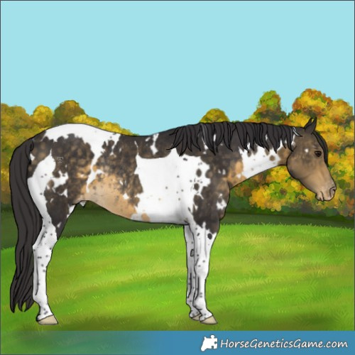 Horse Color:White Spotted Buckskin Tobiano Appaloosa Rabicano