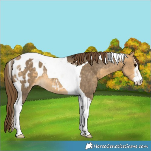 Horse Color:White Spotted Buckskin Dun Tobiano Appaloosa Rabicano 
