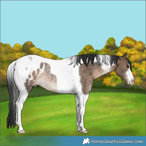 Horse Color:Brown Dun Tobiano Appaloosa Rabicano
