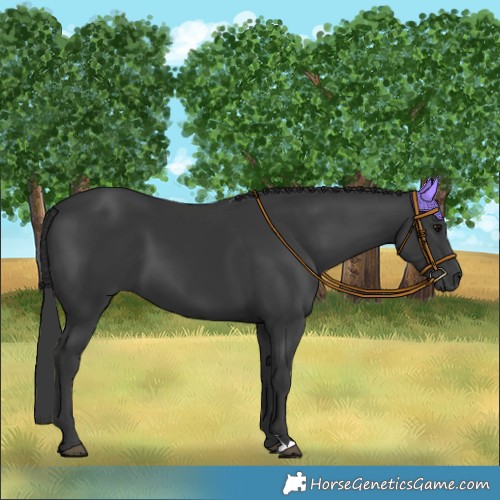 Horse Color:Black 