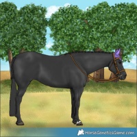 Horse Color:Black 