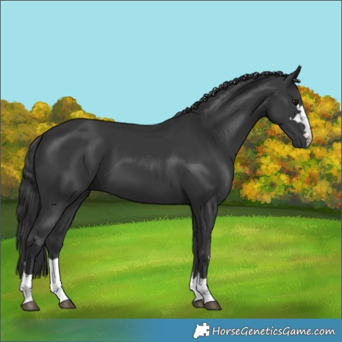 Horse Color:Black 