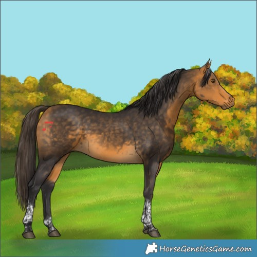 Horse Color:Buckskin Tobiano Rabicano 