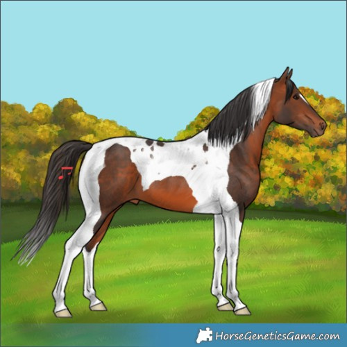 Horse Color:Bay Tobiano