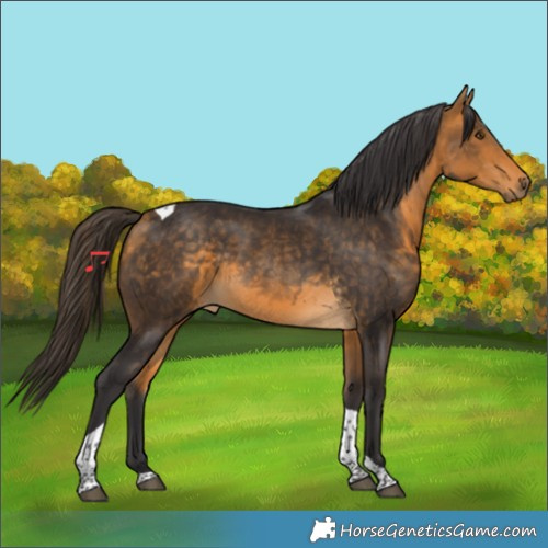 Horse Color:Buckskin Tobiano Rabicano
