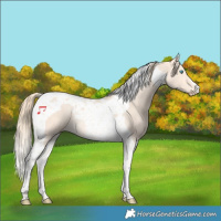 Horse Color:Perlino Tobiano Rabicano