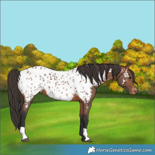 Horse Color:Bay Appaloosa 