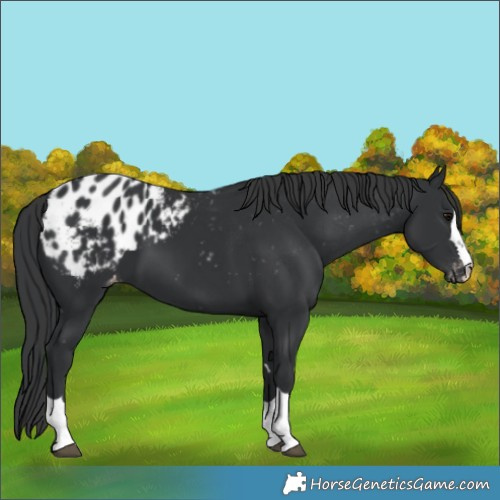 Horse Color:Black Appaloosa 