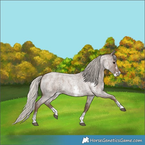 Horse Color:Silver Blue Roan Sabino 