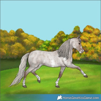Horse Color:Silver Blue Roan Sabino 