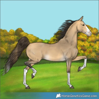 Horse Color:Buckskin Dun Splash