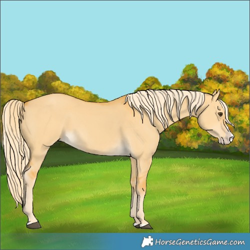 Horse Color:Palomino Dun Splash 