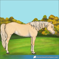 Horse Color:Palomino Dun Splash 