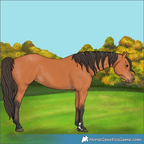 Horse Color:Bay Rabicano 
