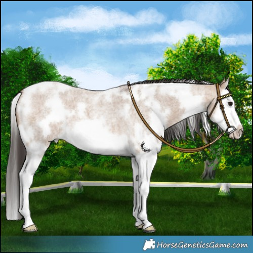 Horse Color:White Spotted Bay Roan Dun Splash Frame 