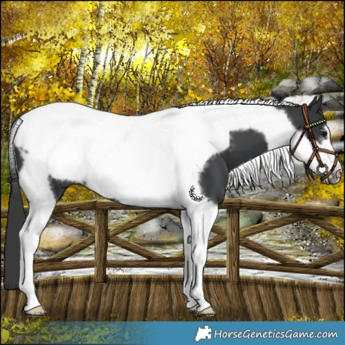 Horse Color:Black Tobiano Frame 