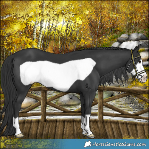 Horse Color:Black Frame