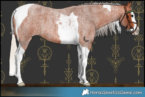 Horse Color:Silver Bay Roan Splash Tobiano