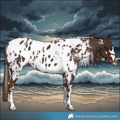 Horse Color:White Spotted Liver Chestnut Blanket