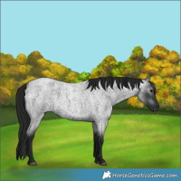 Horse Color:Gray Blue Roan