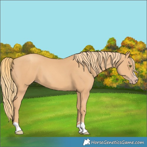 Horse Color:Gold Champagne 