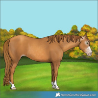 Horse Color:Gray Gold Champagne