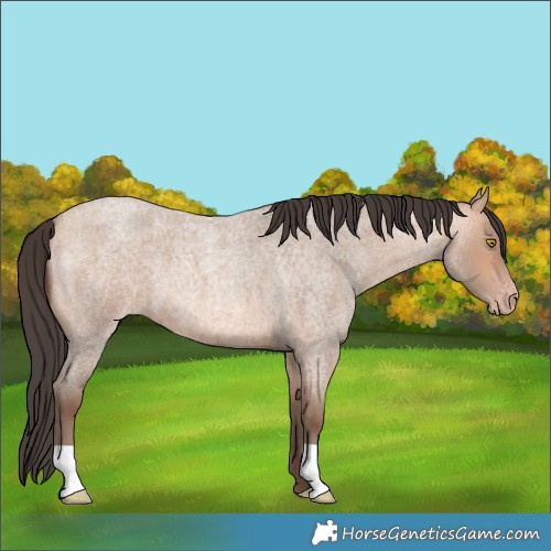 Horse Color:Amber Champagne Roan 