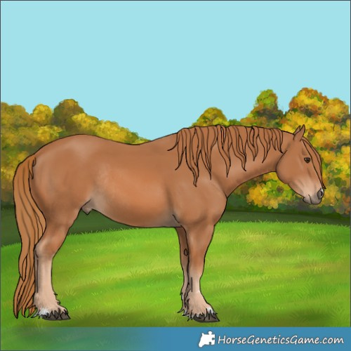 Horse Color:Chestnut Rabicano 