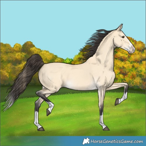 Horse Color:Buckskin Dun Splash 