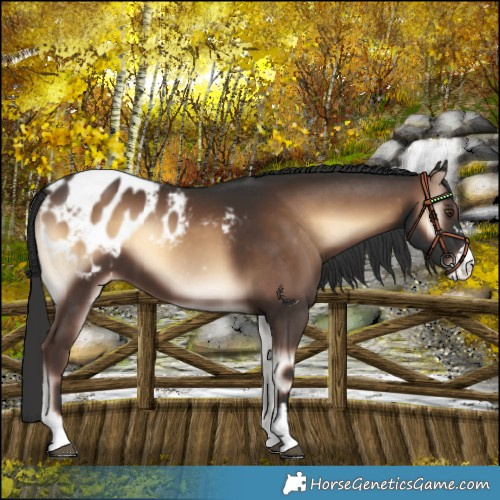 Horse Color:Liver Red Onyx Appaloosa 