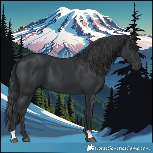 Horse Color:Black 