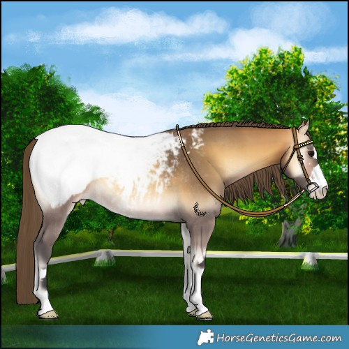Horse Color:Buckskin Onyx Snowcap Rabicano