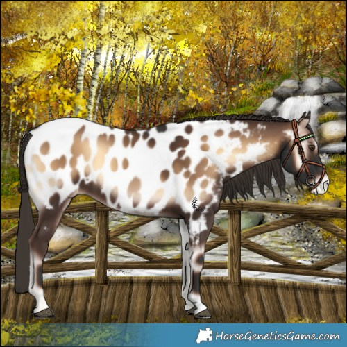 Horse Color:Liver Red Onyx Appaloosa 