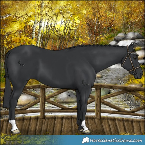 Horse Color:Black Chinchilla