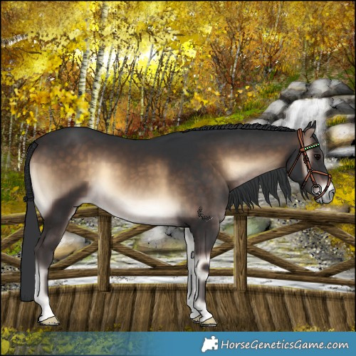Horse Color:Brown Onyx 