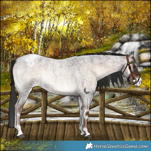 Horse Color:Liver Red Onyx Roan Appaloosa 