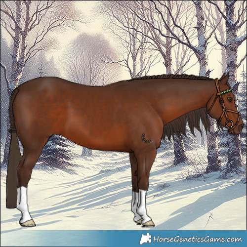 Horse Color:Liver Chestnut 